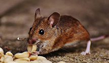 24 Hour & Emergency Exterminators in Powell, NE